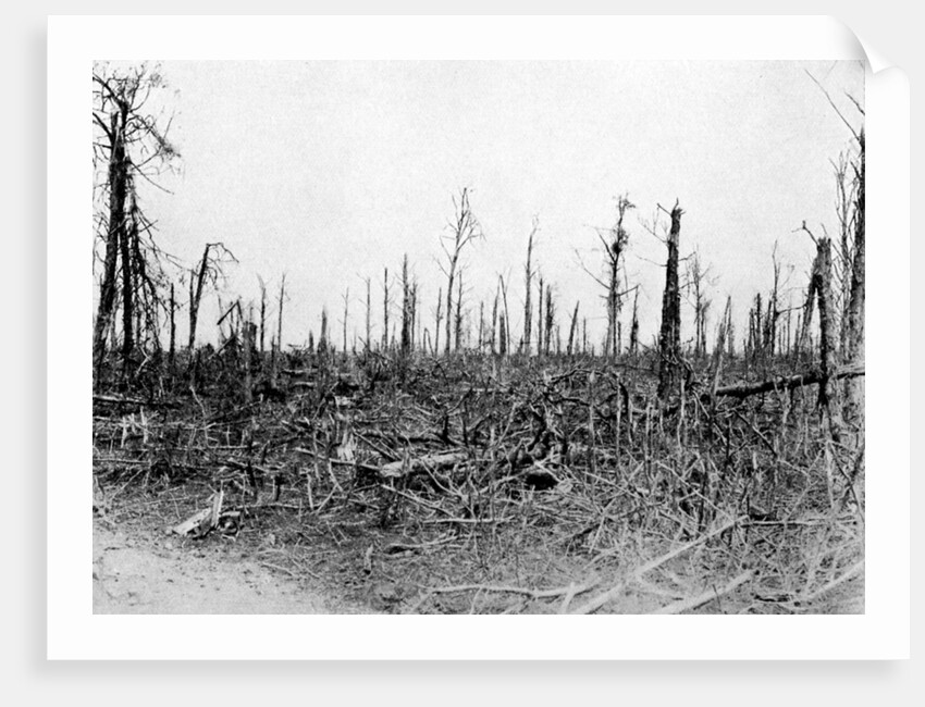 A wood in the Somme area, France by Anonymous