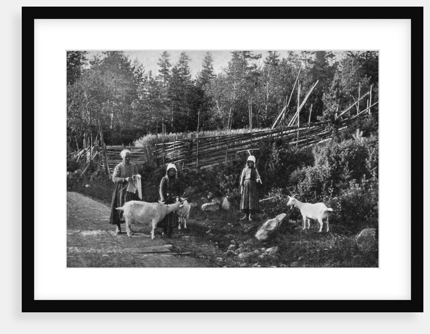 Goat farming in Dalarna, Sweden by Wald Zachrisson
