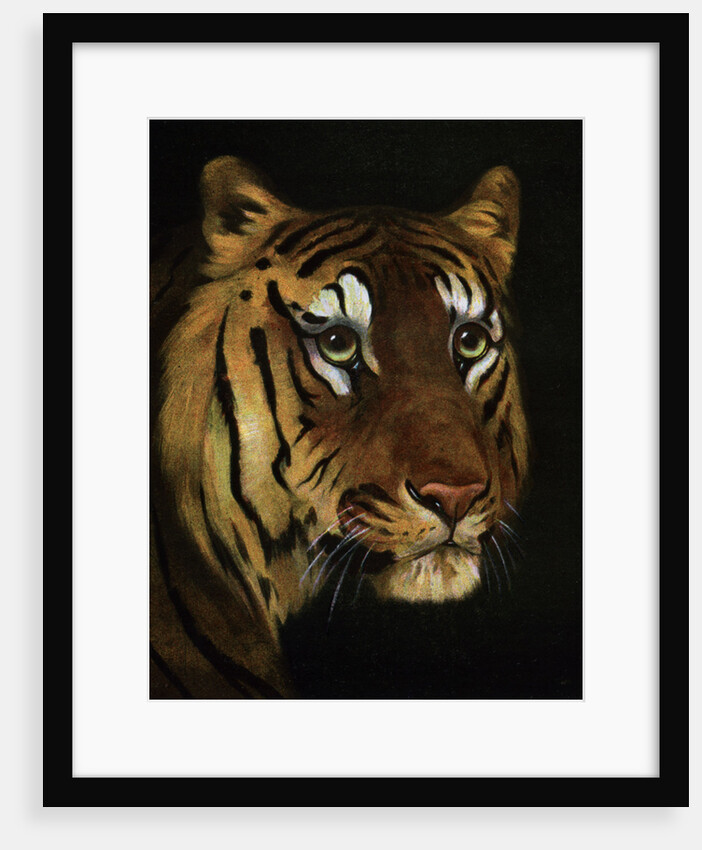 Tiger study by Anonymous