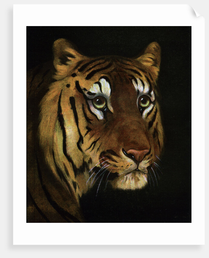 Tiger study by Anonymous
