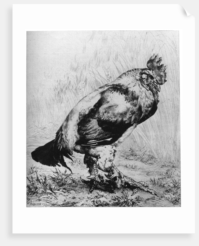 La Coq by Felix Bracquemond