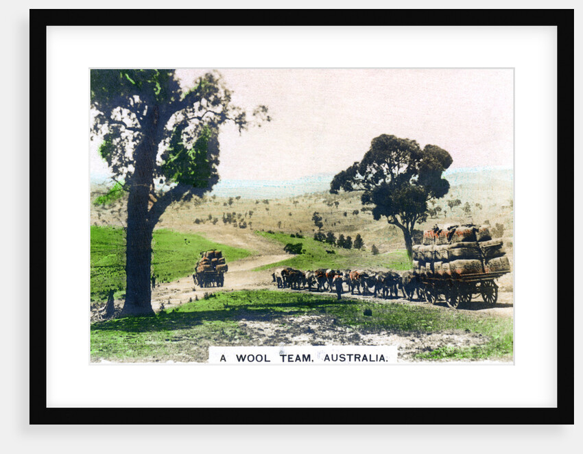 A wool team, Australia by Cavenders Ltd