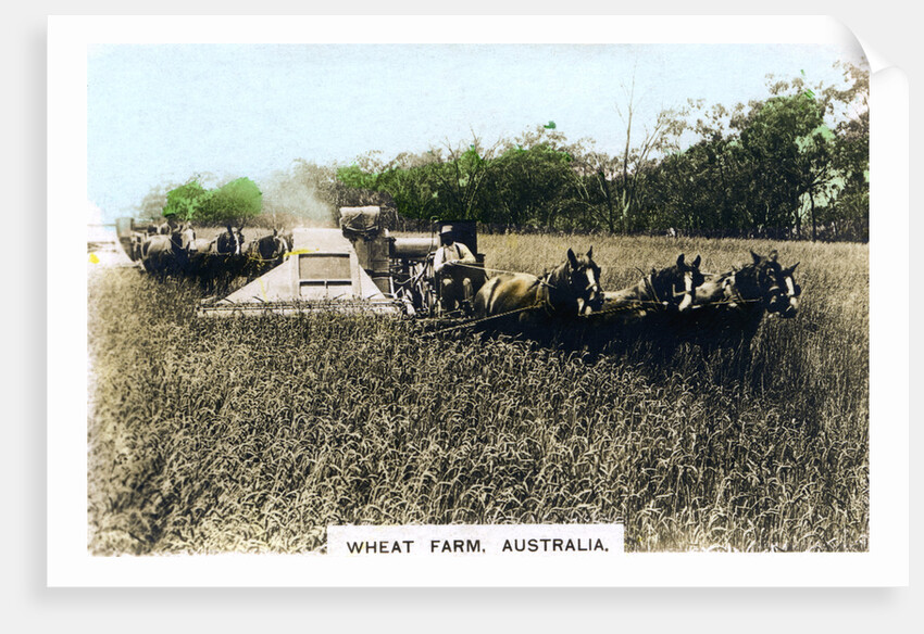 Grenfell wheat farm, Australia by Cavenders Ltd