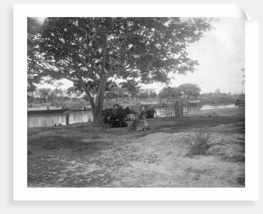 Cattle, Alipore, India by FL Peters