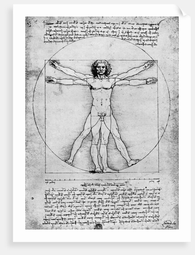 Proportions of the human figure by Albrecht Dürer