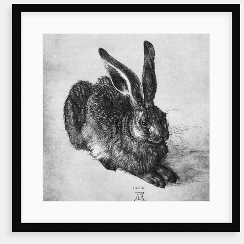 Hare by Albrecht Dürer