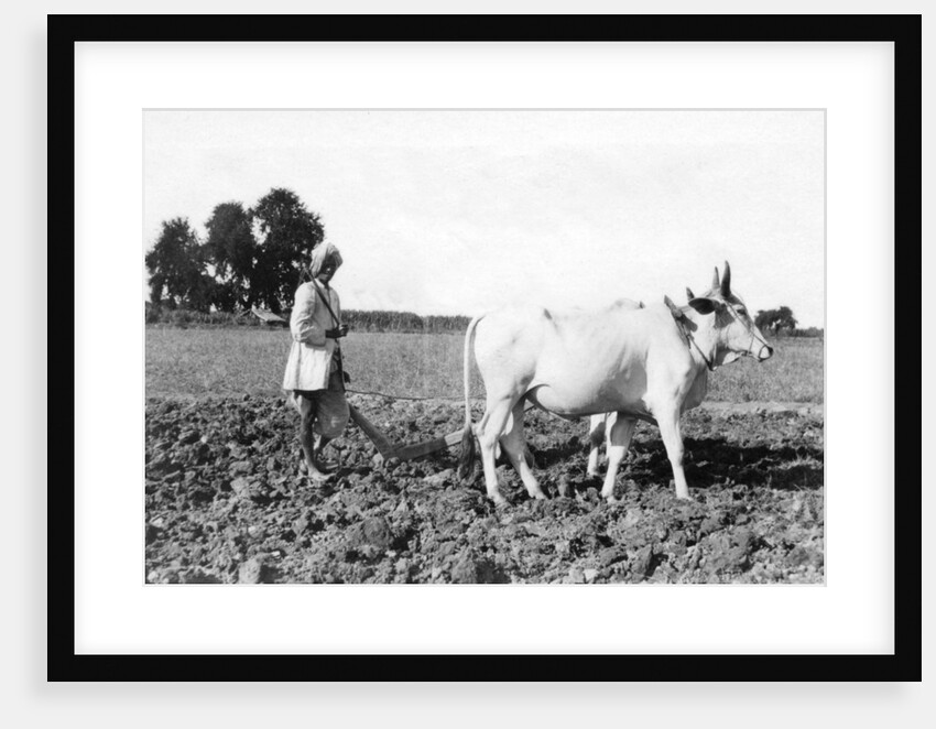 Ploughing in India by Anonymous