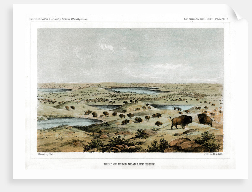 Herd of Bison Near Lake Jessie, North Dakota, USA by John Mix Stanley