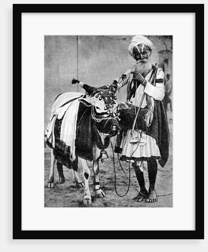 Hindu cow with sacred cow, India by Anonymous