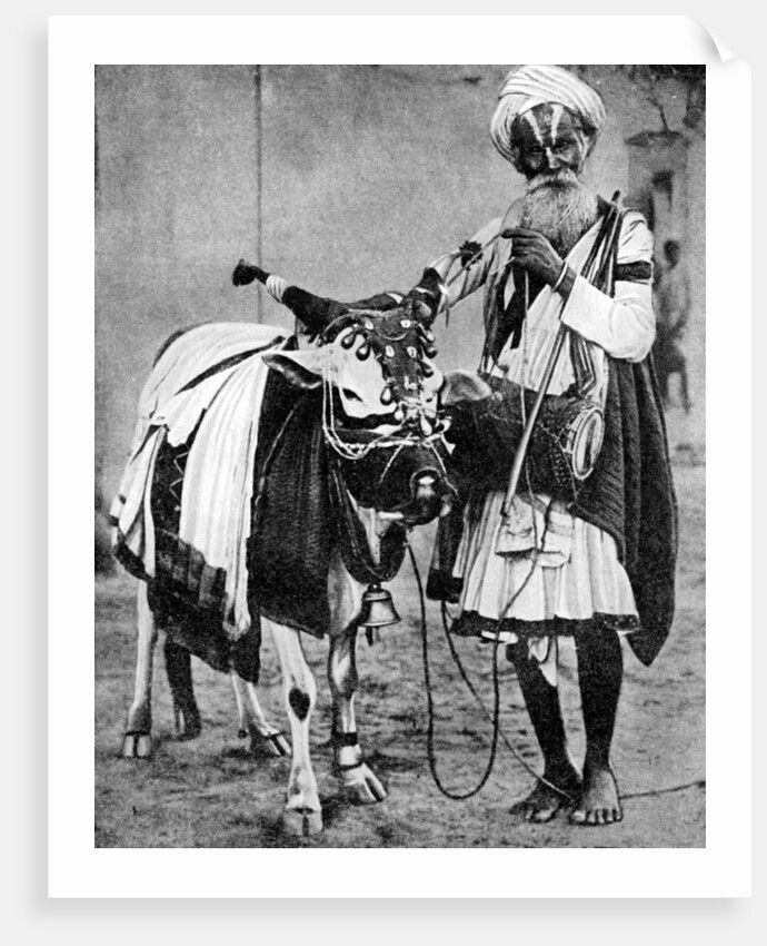 Hindu cow with sacred cow, India by Anonymous