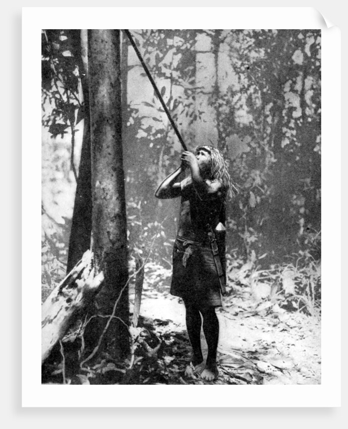 Pygmy tree dweller using a blow-gun, Malaya by Malayan Malayan Information Agency
