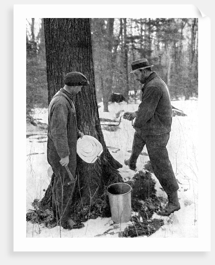 Tapping for maple syrup, Canada by Canadian Government