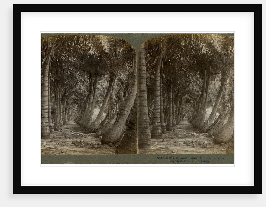 Avenue of coconut palms, Florida, USA by George Barker