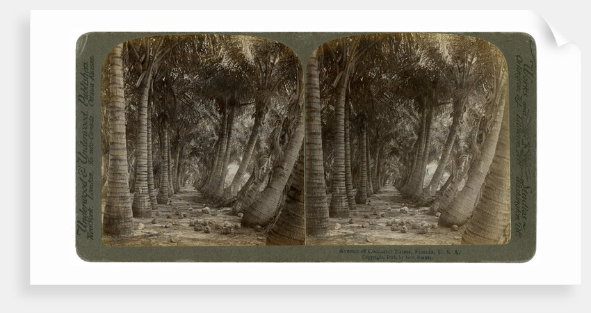 Avenue of coconut palms, Florida, USA by George Barker