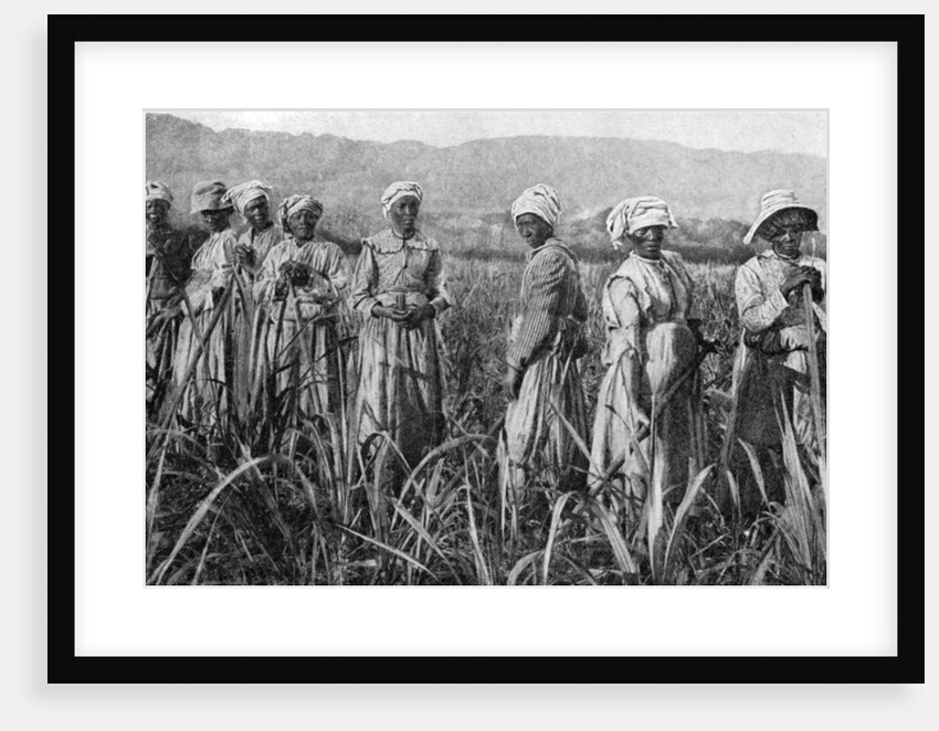 Women tending young sugar canes in Jamaica by Anonymous