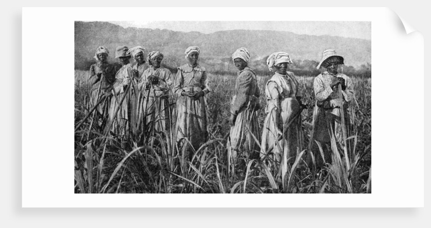 Women tending young sugar canes in Jamaica by Anonymous