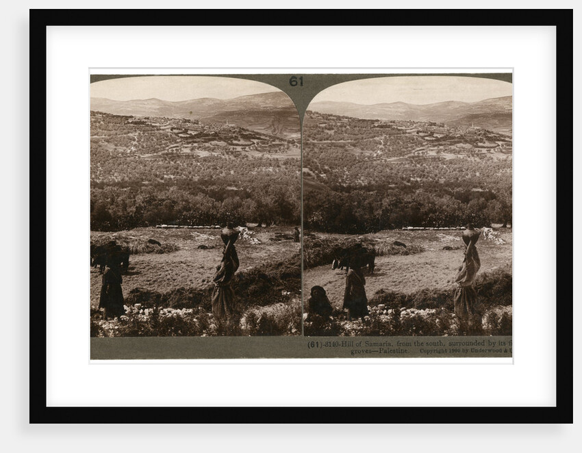 The Hill of Samaria, from the south, surrounded by its fig and olive groves, Palestine by Underwood & Underwood