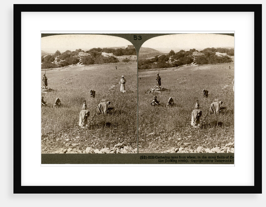 Gathering tares from wheat in the stony fields of Bethel (Baytin), Palestine by Underwood & Underwood