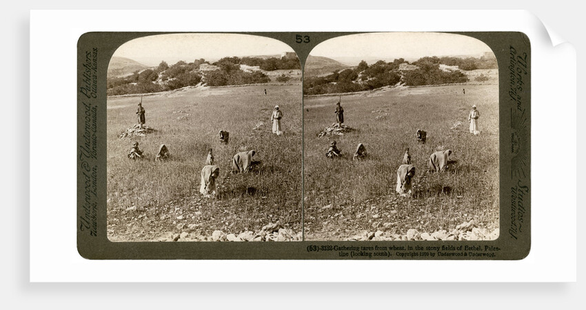 Gathering tares from wheat in the stony fields of Bethel (Baytin), Palestine by Underwood & Underwood