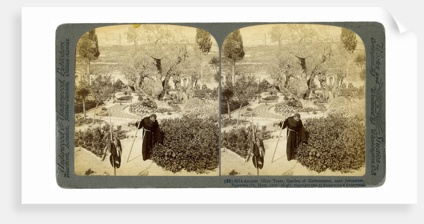 Ancient olive trees in the Garden of Gethsemane, near Jerusalem, Palestine by Underwood & Underwood