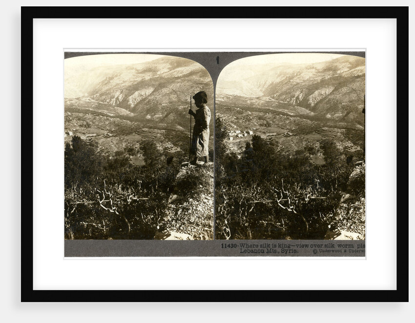 A silkworm plantation in the Lebanon mountains, Syria by Underwood & Underwood
