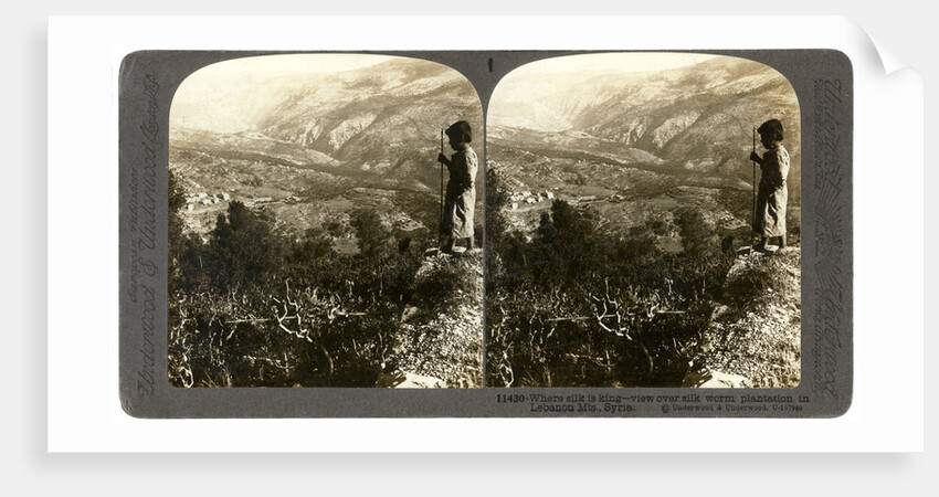 A silkworm plantation in the Lebanon mountains, Syria by Underwood & Underwood