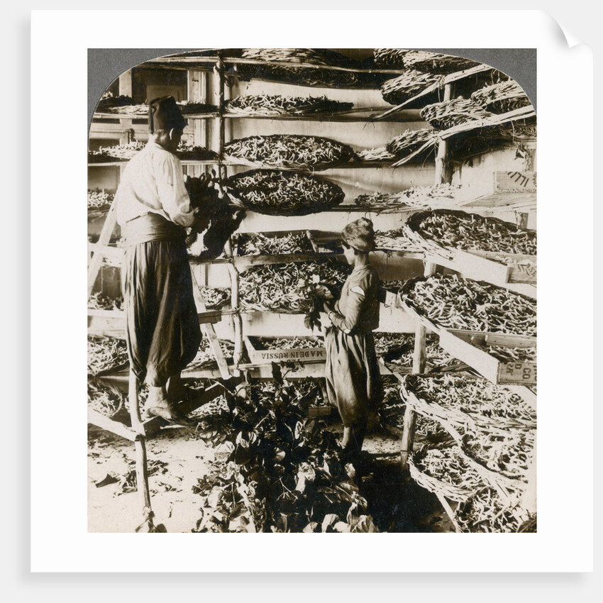 Feeding silk worms their breakfast of mulberry leaves, Lebanon mountains, Syria by Underwood & Underwood