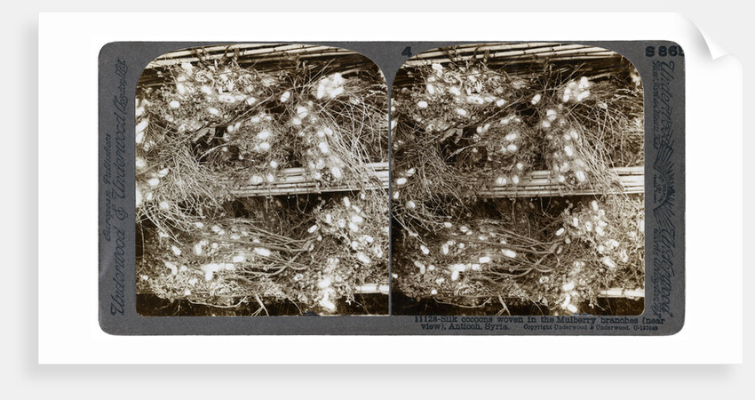 Silk cocoons woven into mulberry branches, Antioch, Syria by Underwood & Underwood