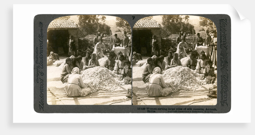 Women sorting large piles of silk cocoons, Antioch, Syria by Underwood & Underwood