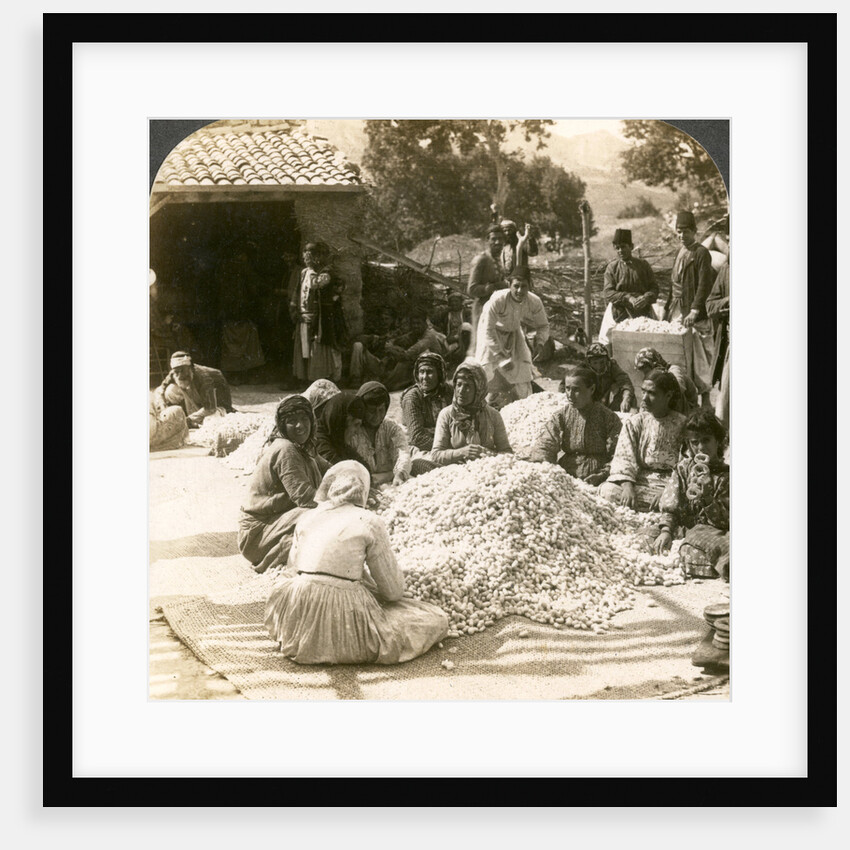 Women sorting large piles of silk cocoons, Antioch, Syria by Underwood & Underwood