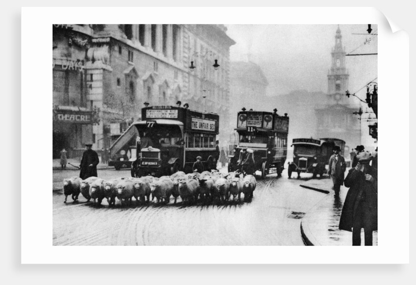 A flock of sheep on the Strand, London by Anonymous