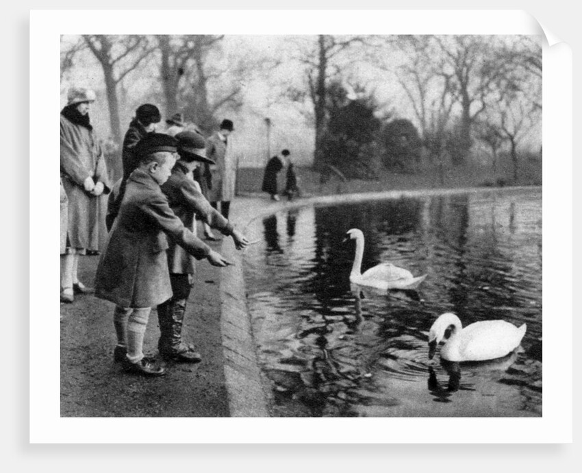 Children feeding the swans on the Serpentine, London by Anonymous