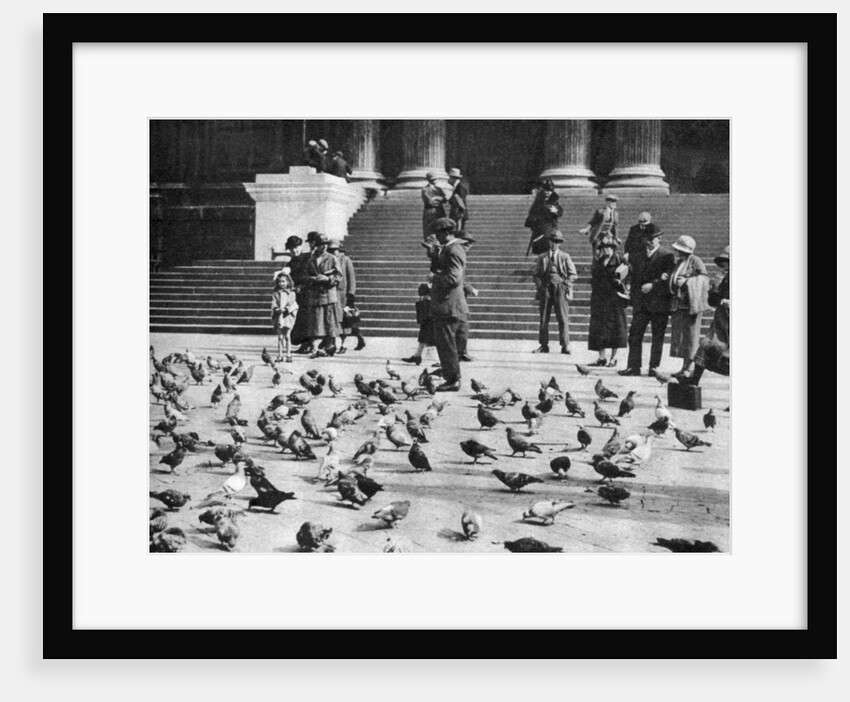 Pigeons in Trafalgar Square, London by Anonymous