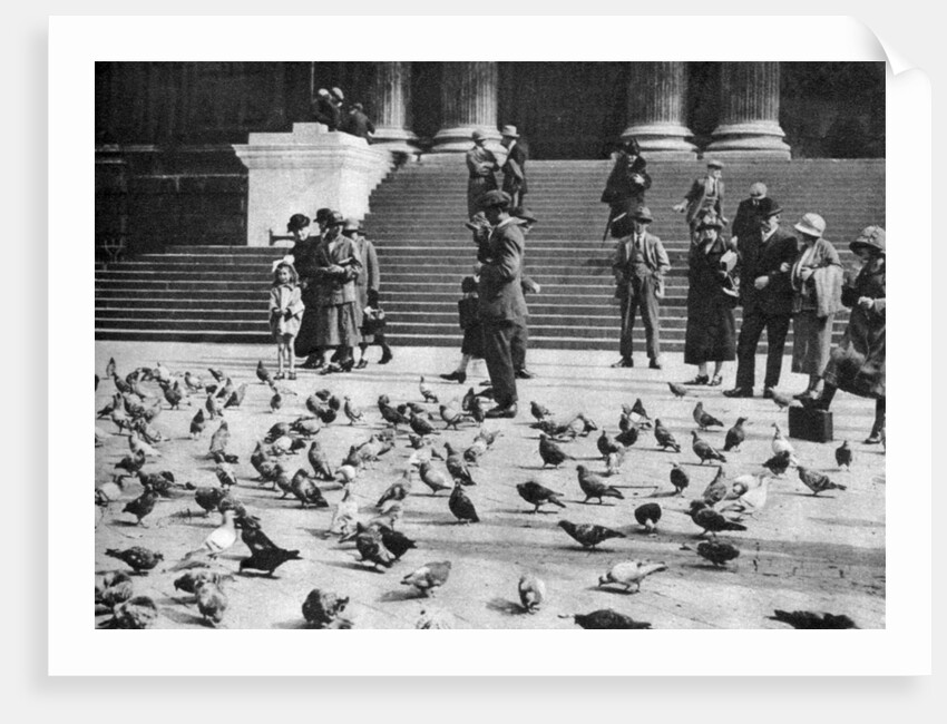 Pigeons in Trafalgar Square, London by Anonymous