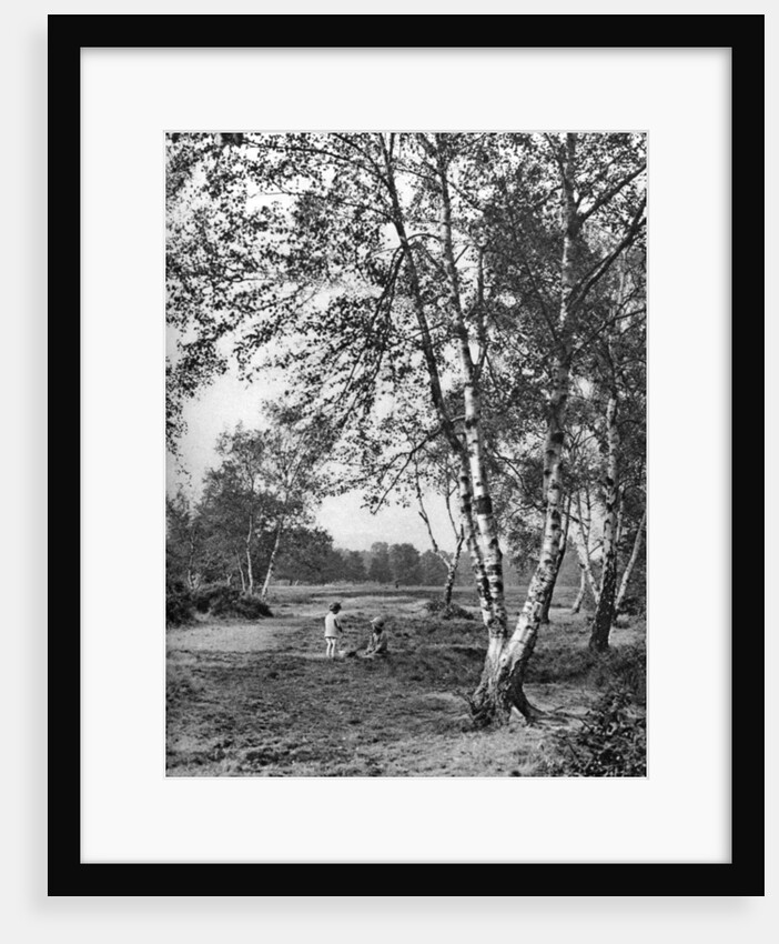 Putney Heath, London by McLeish