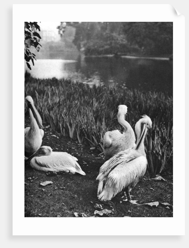 The pelicans of St James's Park, London by McLeish