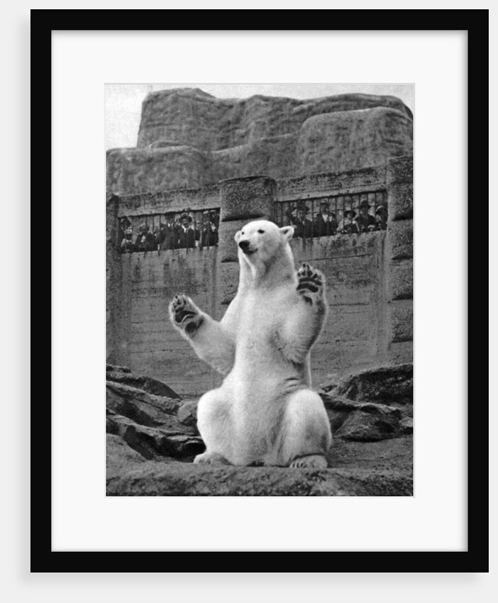 Polar bear on the Mappin Terrace at London Zoo by McLeish
