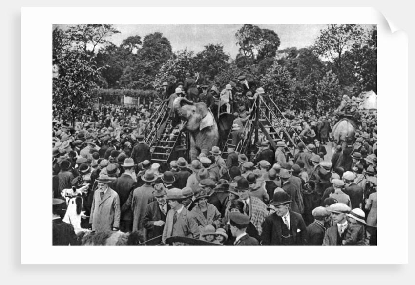 Elephant rides at London Zoo by McLeish
