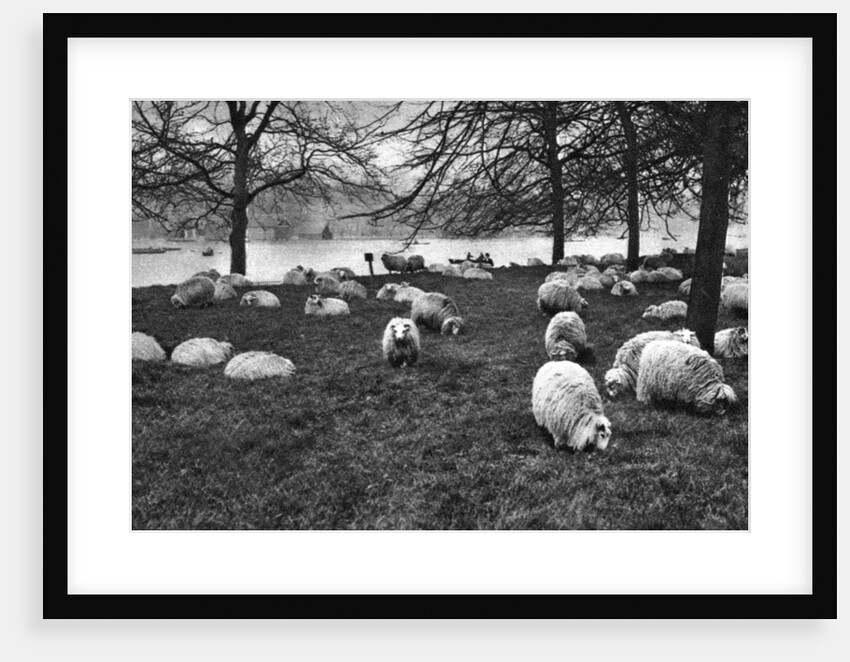 Scottish sheep by the Serpentine, Hyde Park, London by Anonymous