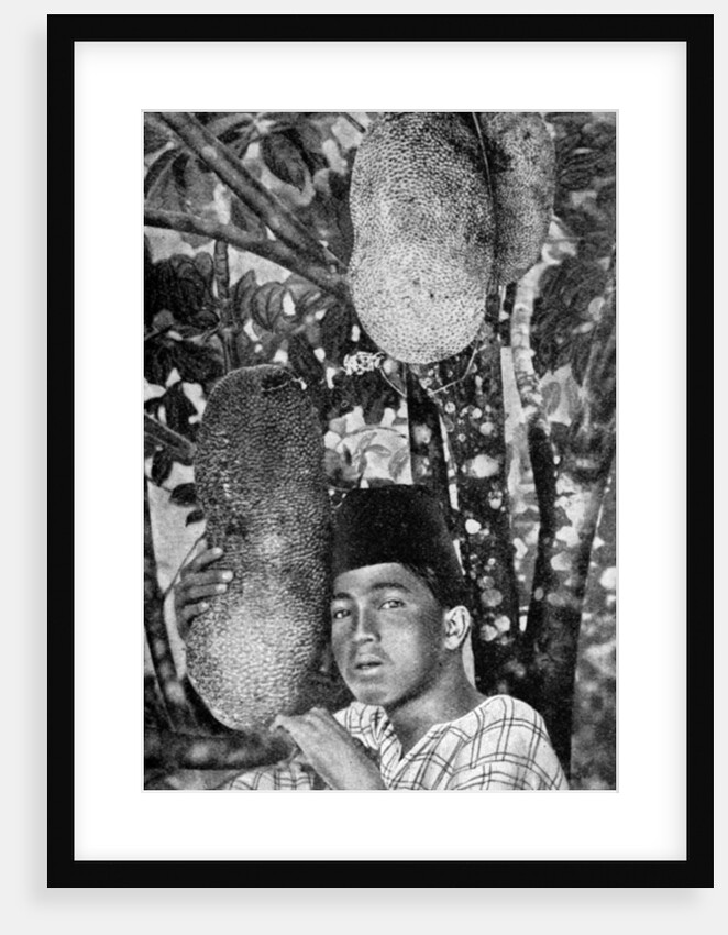 Malay gathering jackfruit by Anonymous