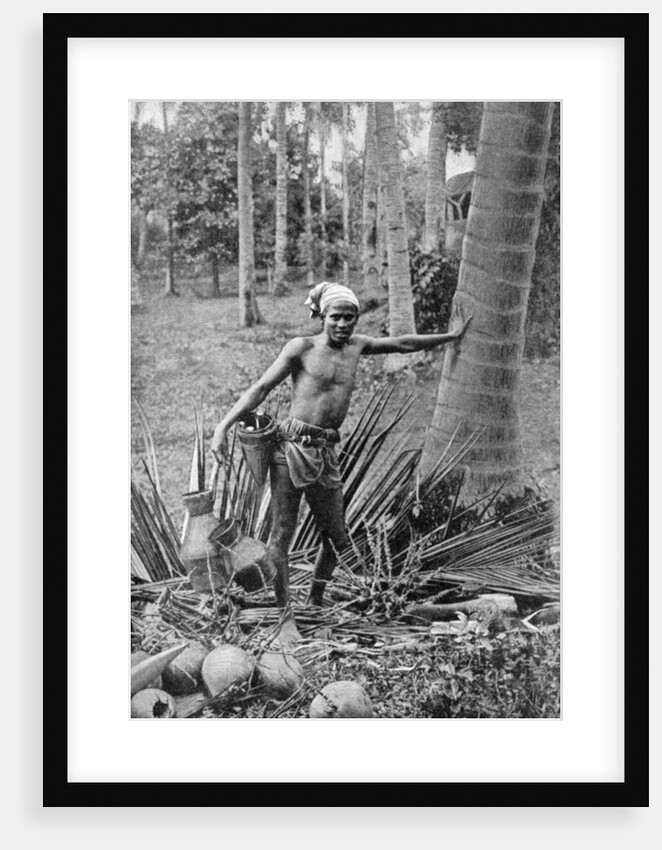 Malay collecting the sweet wine of the toddy tree by Anonymous