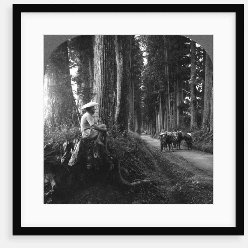 The sacred road to Nikko, Japan by BL Singley