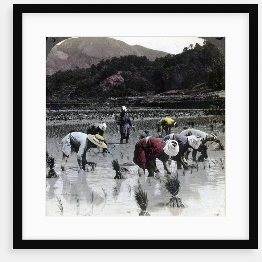 Transplanting rice in a paddy field, Japan by Underwood & Underwood
