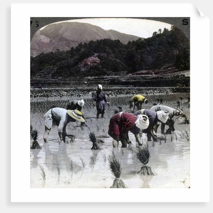 Transplanting rice in a paddy field, Japan by Underwood & Underwood