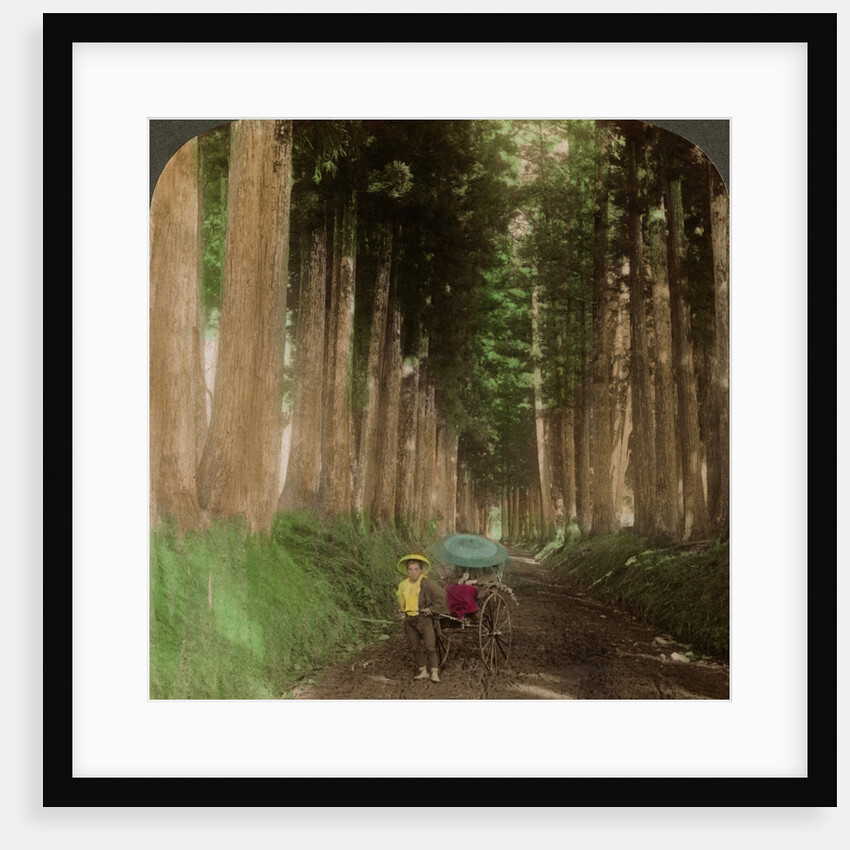 An avenue of cryptomeria (cedar) trees, Nikko, Japan by Underwood & Underwood