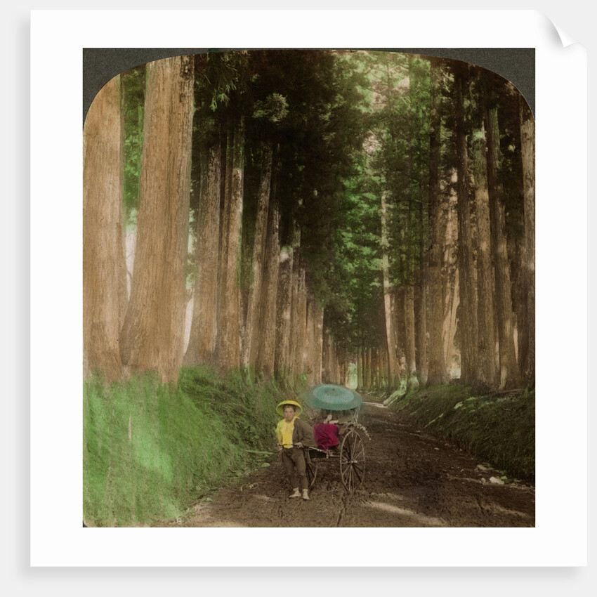 An avenue of cryptomeria (cedar) trees, Nikko, Japan by Underwood & Underwood