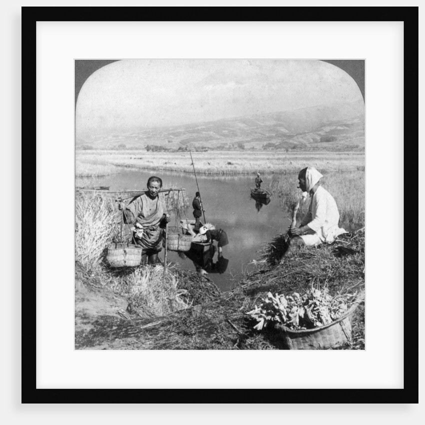Men gathering rushes near Suzukawa, Fujiyama, Japan by Underwood & Underwood
