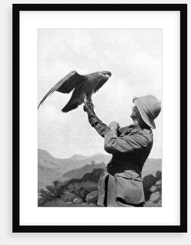 A British officer with a tamed golden eagle, Salonika, Greece, First World War by Anonymous