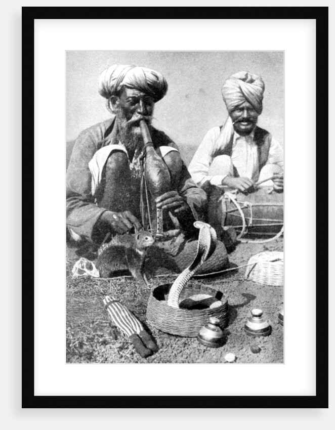 Charming the venom from a cobra; a snake charmer with a mongoose, India by JH Powell