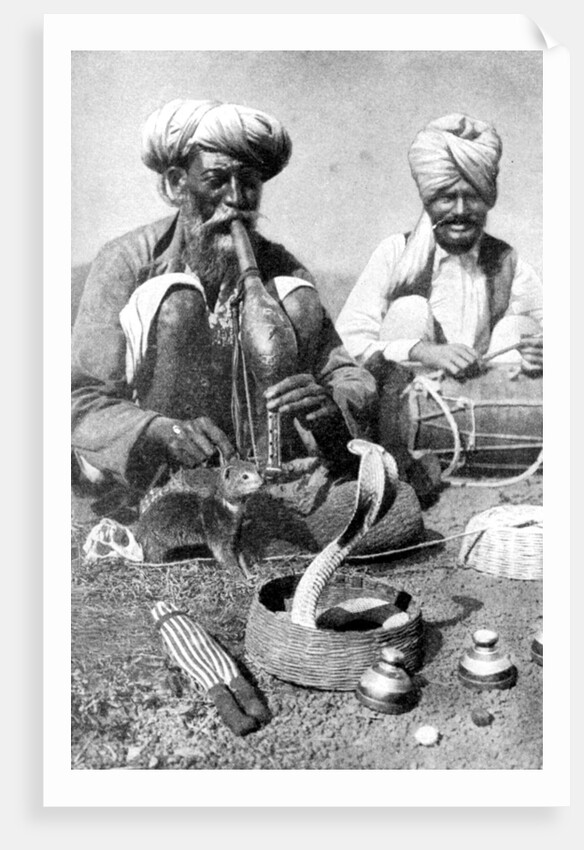 Charming the venom from a cobra; a snake charmer with a mongoose, India by JH Powell